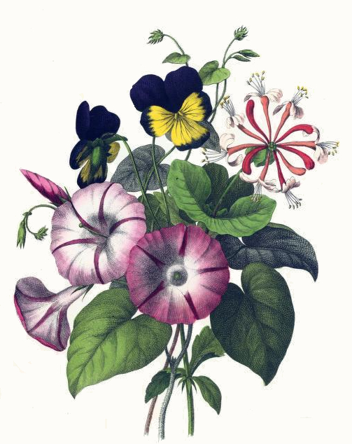 Morning Glories, Pansies and Honeysuckle Drawing