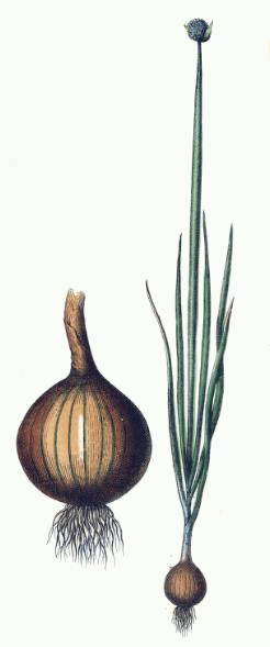 Onion Plant Drawing