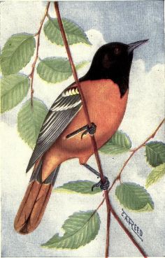 Baltimore Oriole Drawing