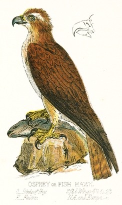 Osprey Drawing