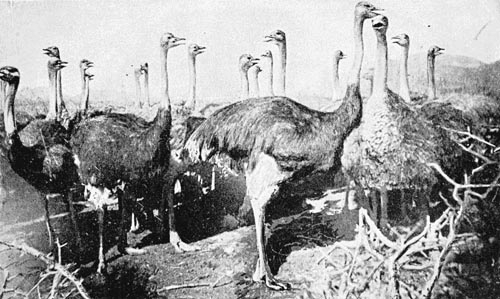 Ostrich Photograph