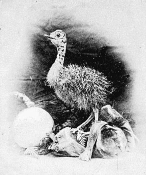 Ostrich Chick Picture