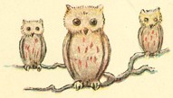 Three Owls on Branch