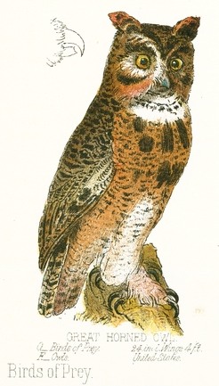 Great Horned Owl Drawing