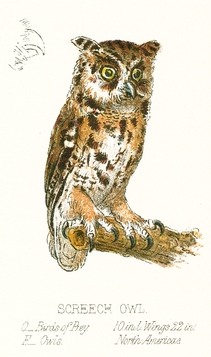 Vintage Screech Owl Drawing