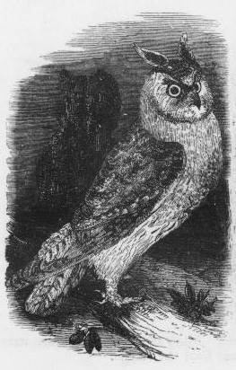 Vintage Owl Drawing