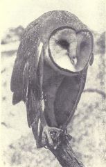 Owl Photograph