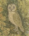 Small Owl Drawing