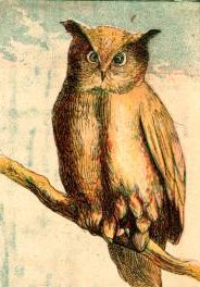 Vintage Owl Drawing