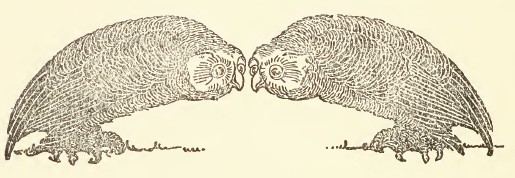 Mirrored Owls