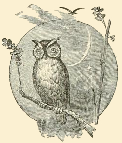 Owl in the Moonlightowl-images-29
