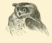 Owl Graphic