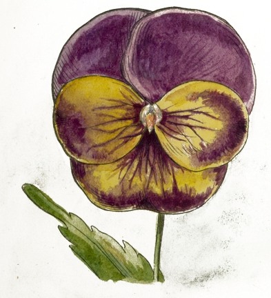 Pansy Drawing