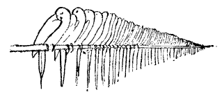 Feather Image of Parrots