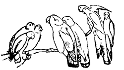 Clip Art Image of A Family of Parrots