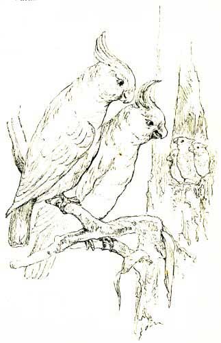 Parrot Family Drawing