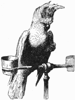 Cockatoo Drawing