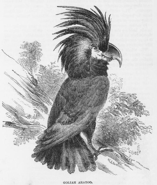 Black Parrot Drawing