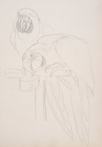 Parrot Sketch