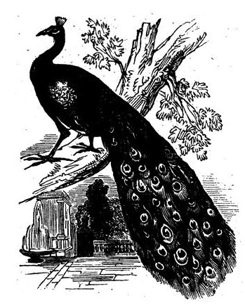 Black and White Peacock Drawing
