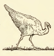 Peahen Drawing