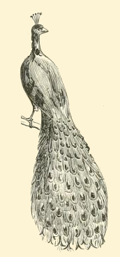 Vintage Peacock Drawing