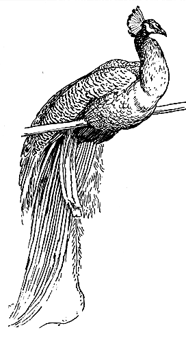 peacock drawing by walter crane