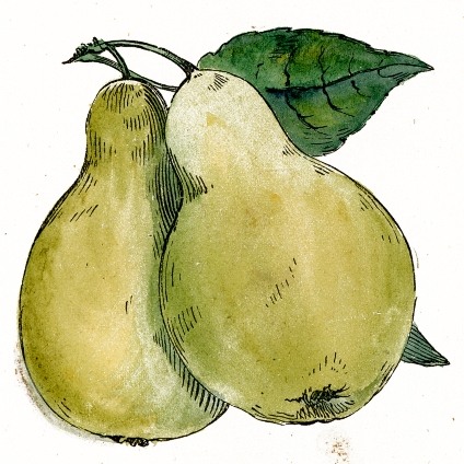 Public Domain Pear Drawing