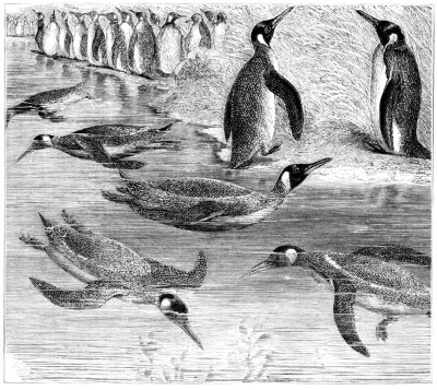 Drawing of Penguins