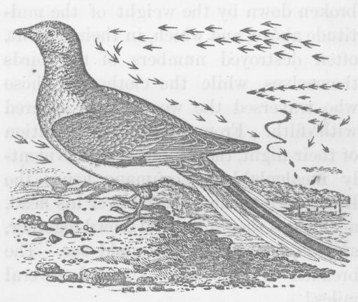 Pigeon Drawing