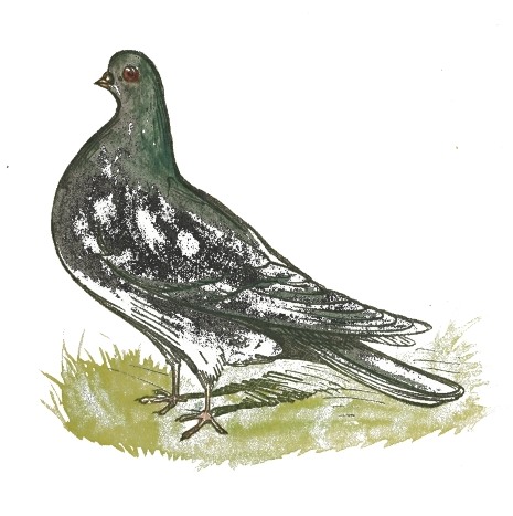 Pigeon Bird Drawing