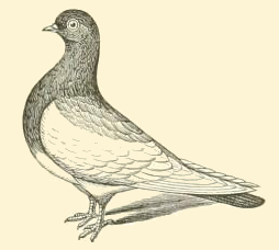 Pigeon Image