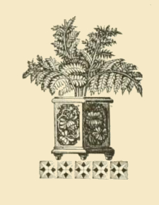 Potted Fern