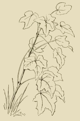 Leaf Sketch