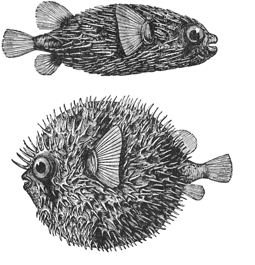 Porcupine Fish Drawings