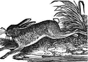 Running Rabbit Engraving