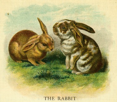 A Pair of Rabbits