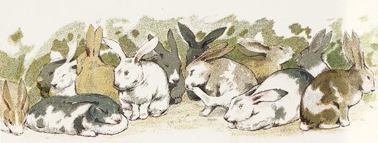 Lots of Rabbits