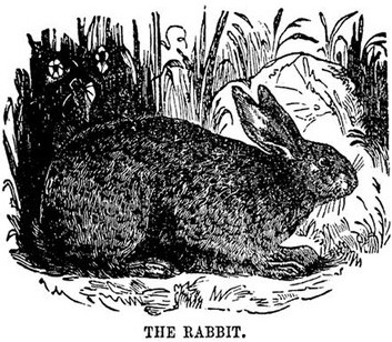 Drawing of Rabbit