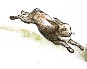 Running Rabbit Drawing