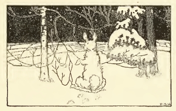 Rabbit in the Snow