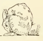 Tiny Rabbit Drawing