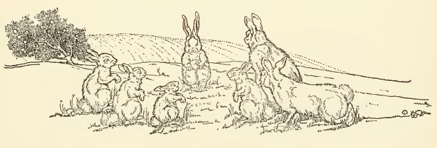 Rabbits Drawing