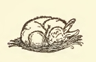 Sleeping Rabbit Drawing