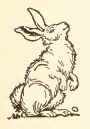 Public Domain Rabbit Drawing