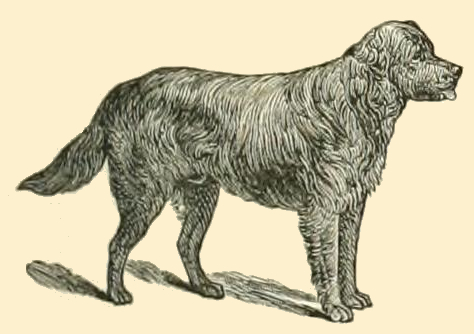 Wavy-Coated Retriever Drawing