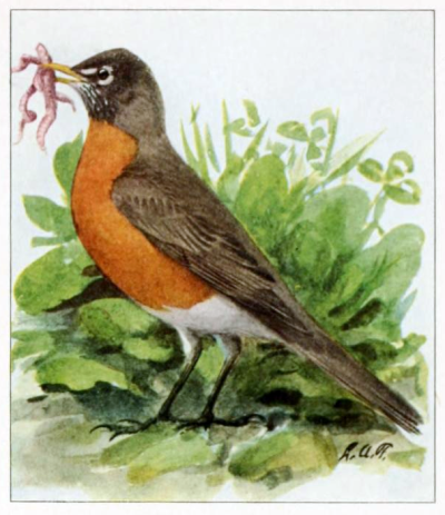 Robin with Worms