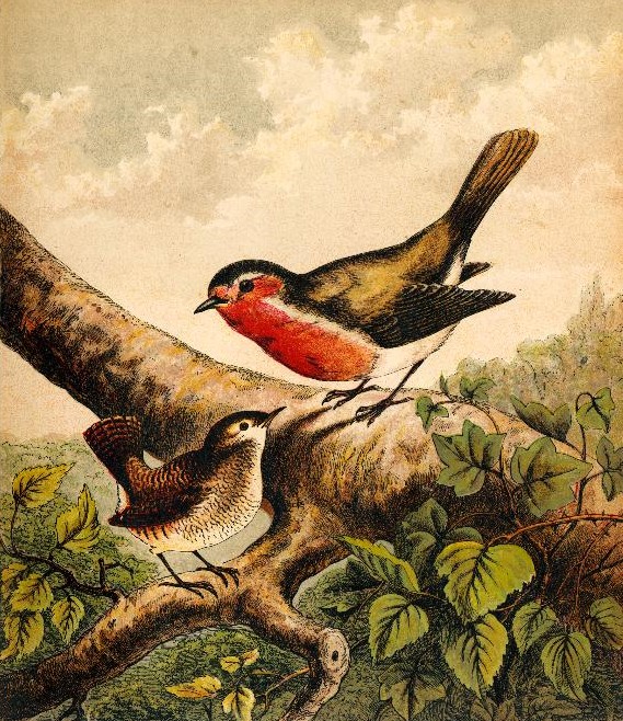 Book Illustration of a Robin & Wren