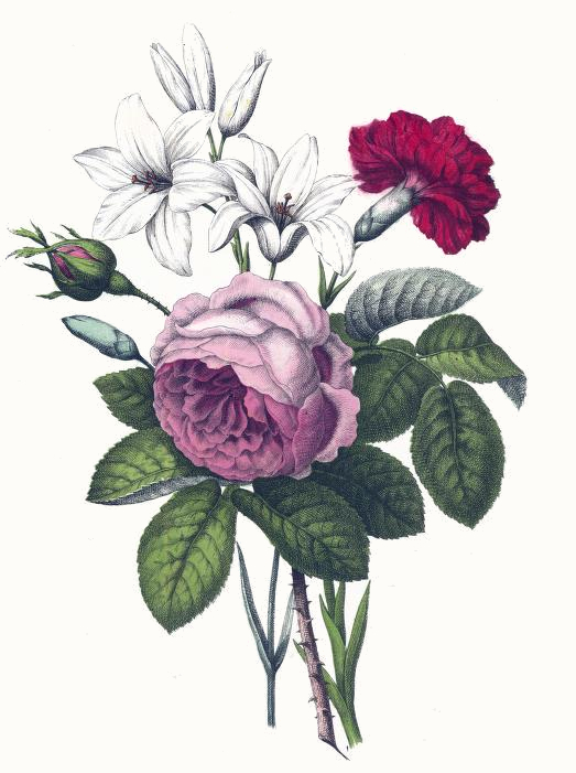 Rose, Carnation & Lilies Drawing