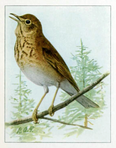 Russet Backed Thrush